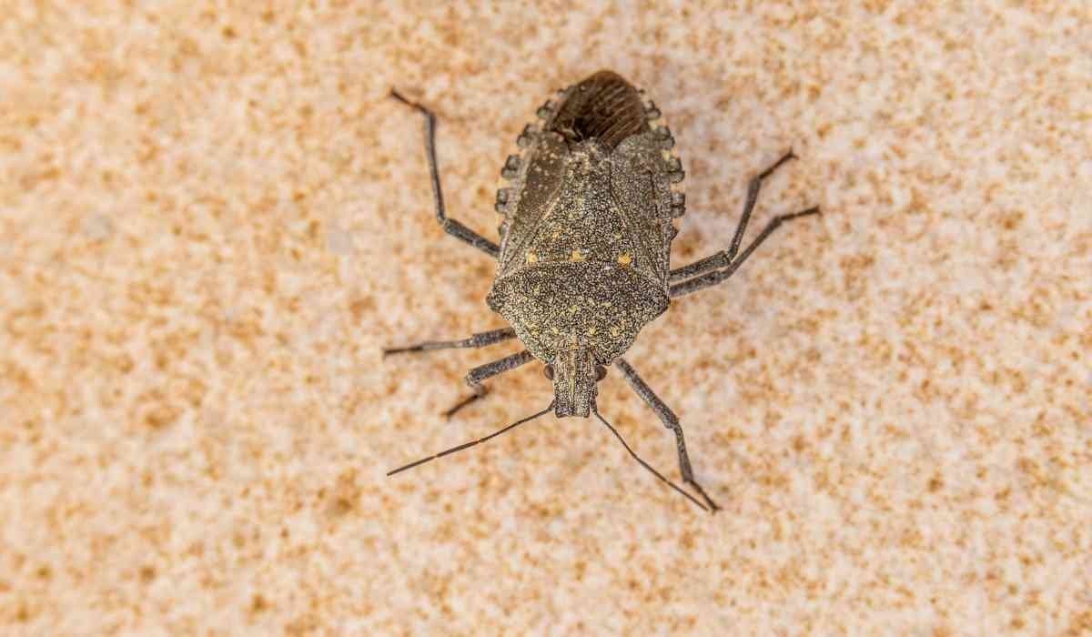 Can Carpet Cleaner Kill Bed Bugs? Solutions Revealed
