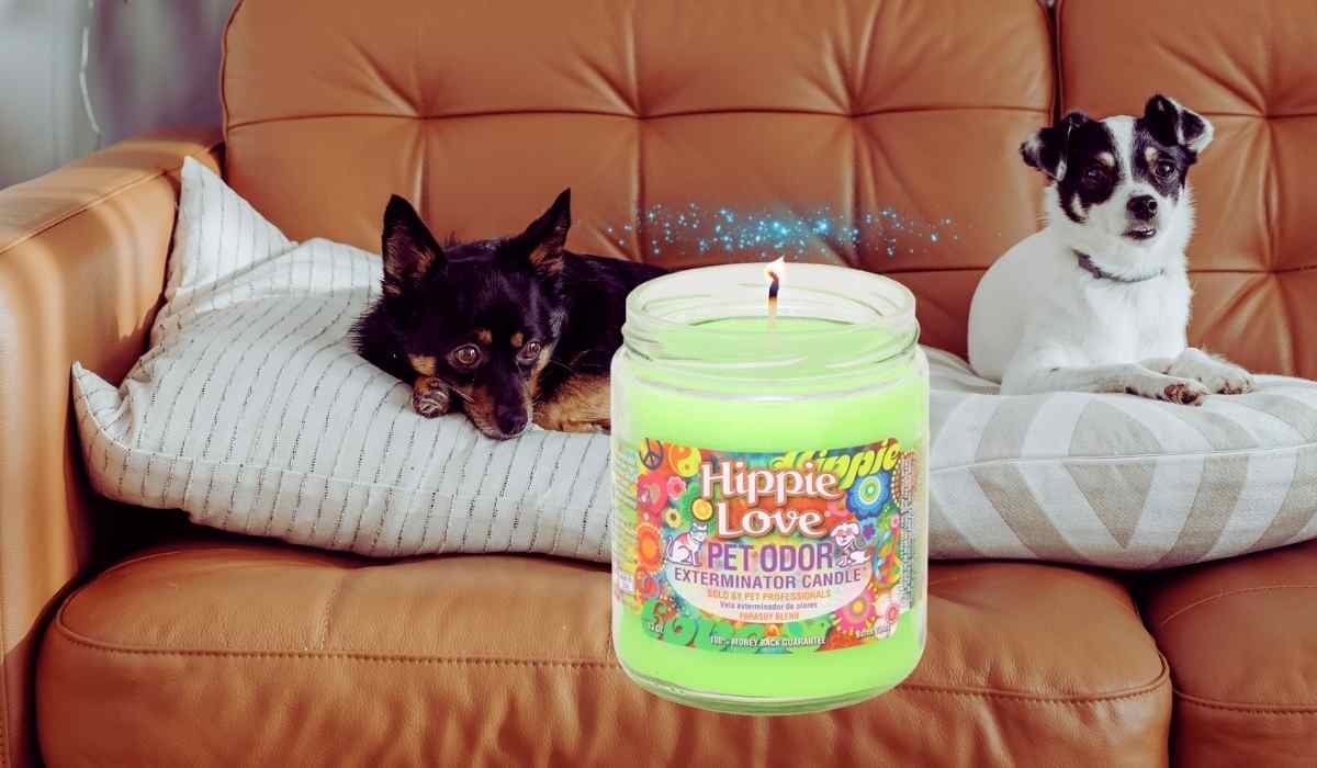 Best Candles for Pet Odor