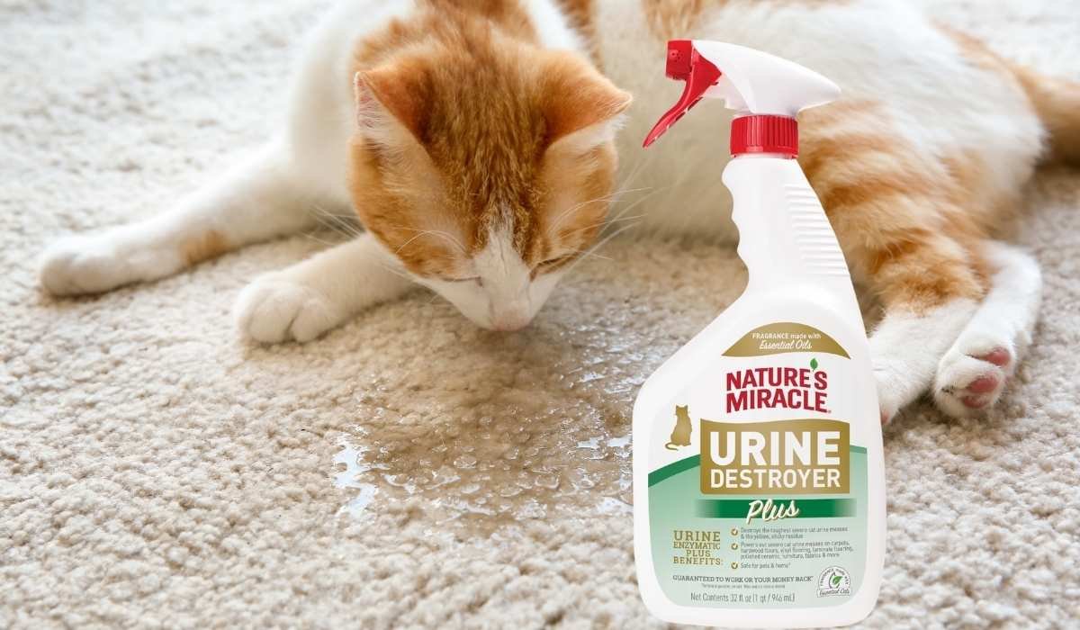 Best Pet Urine Odor Eliminator for Home Carpets