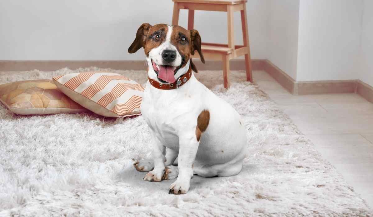 Best Products for Neutralizing Pet Odors Naturally