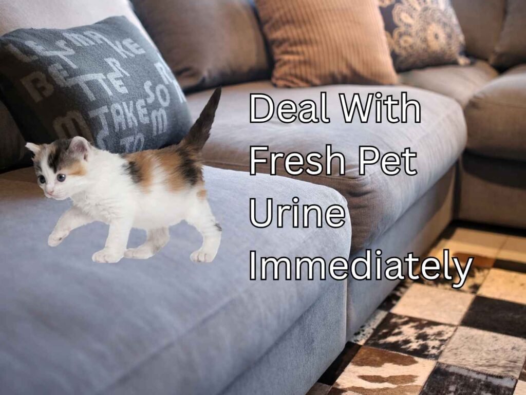 Deal With Fresh Pet Urine Immediately
