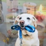 How to Use Pet Odor Eliminator Candle for Freshness