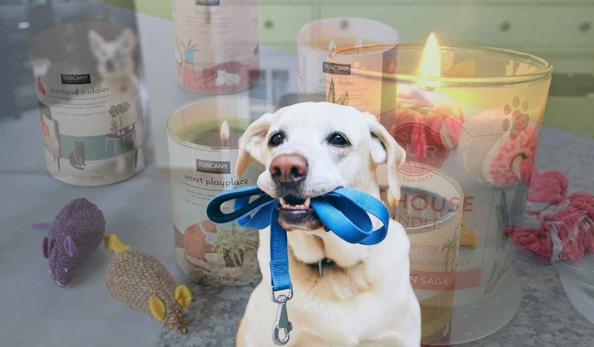 How to Use Pet Odor Eliminator Candle