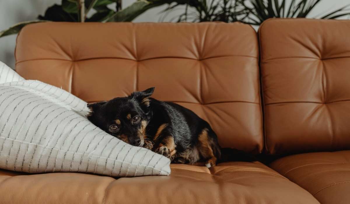 Professional Pet Odor Removal Tips