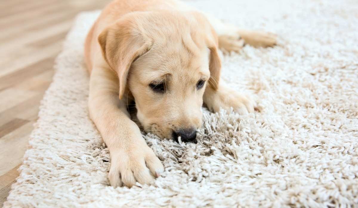 How to Remove Pet Odor from Carpet Permanently