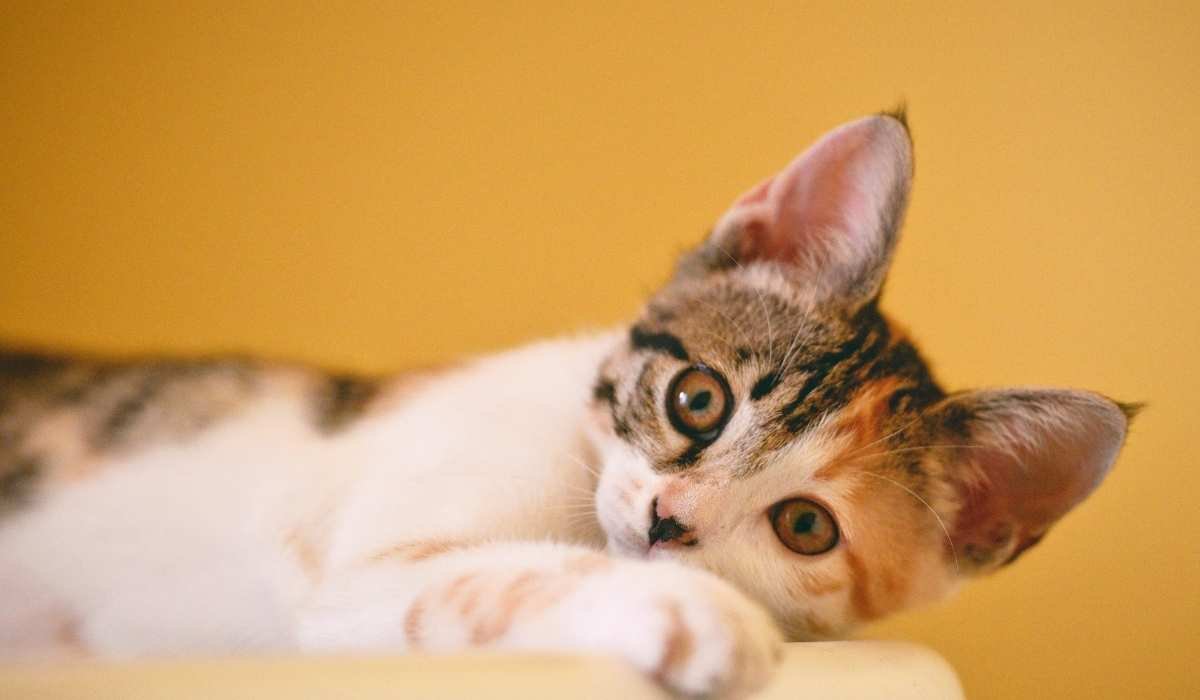 Why My Carpet Still Smells Like Cat Urine After Cleaning