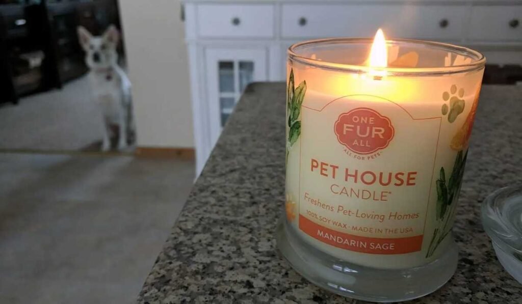Why Pet Odor Candles Work